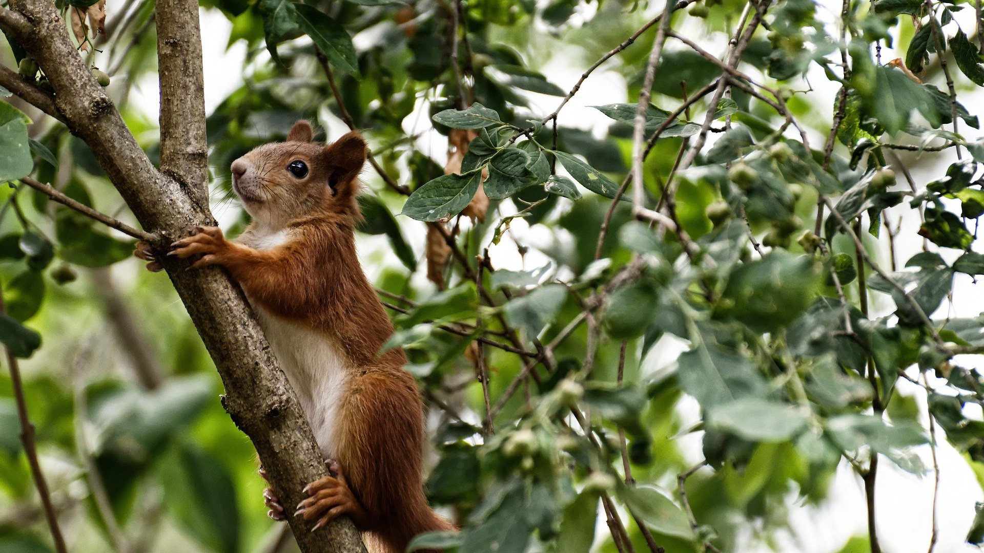 跨越国界的绿茵传奇，土耳其收割多特蒙德，皮克在意甲焦点战接管比赛