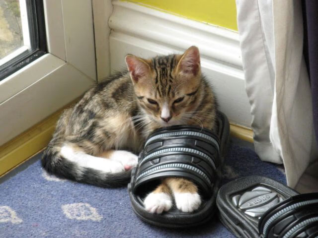 黑白直播体育-绿茵场上奏响冰与火之歌，维尼修斯爆发与曼城节奏掌控的艺术