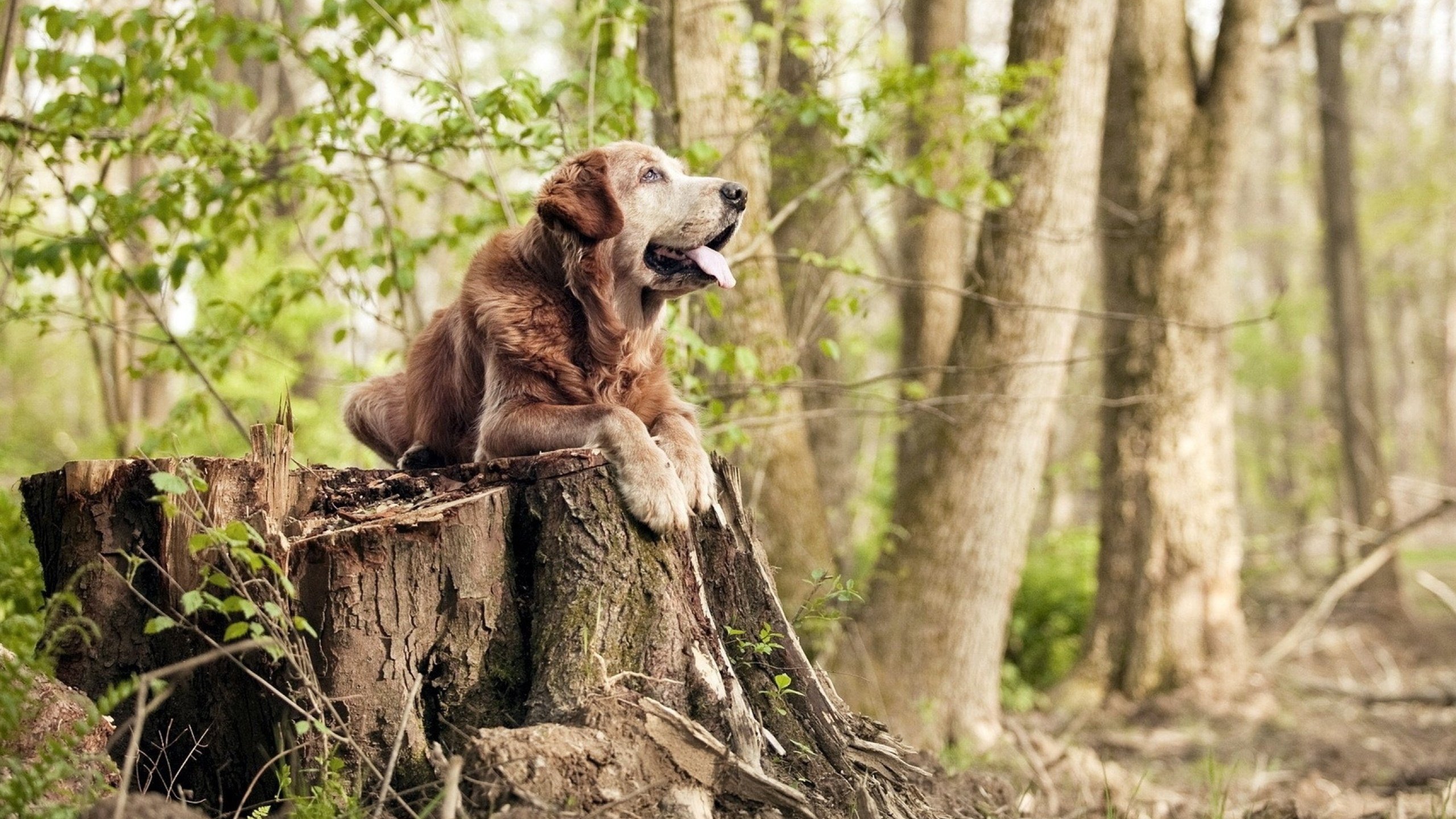 双重奏，维尼修斯的无解突破与牙买加的绝杀风暴—足球世界里个人天才与团队奇迹的交响