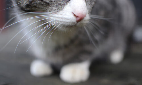 一剑封喉！卡瓦哈尔魔翼展翅，AC米兰踏过芬兰惊险晋级