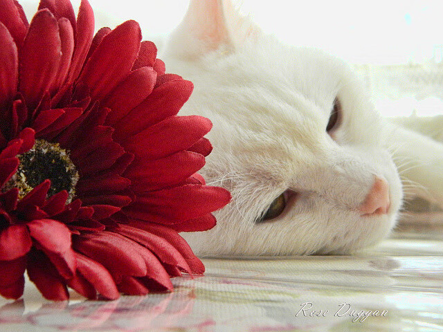 黑白直播-跨界辉煌，伊朗篮球胜摩纳哥的团队凯歌与巴尔韦德NBA总决赛的个人主宰