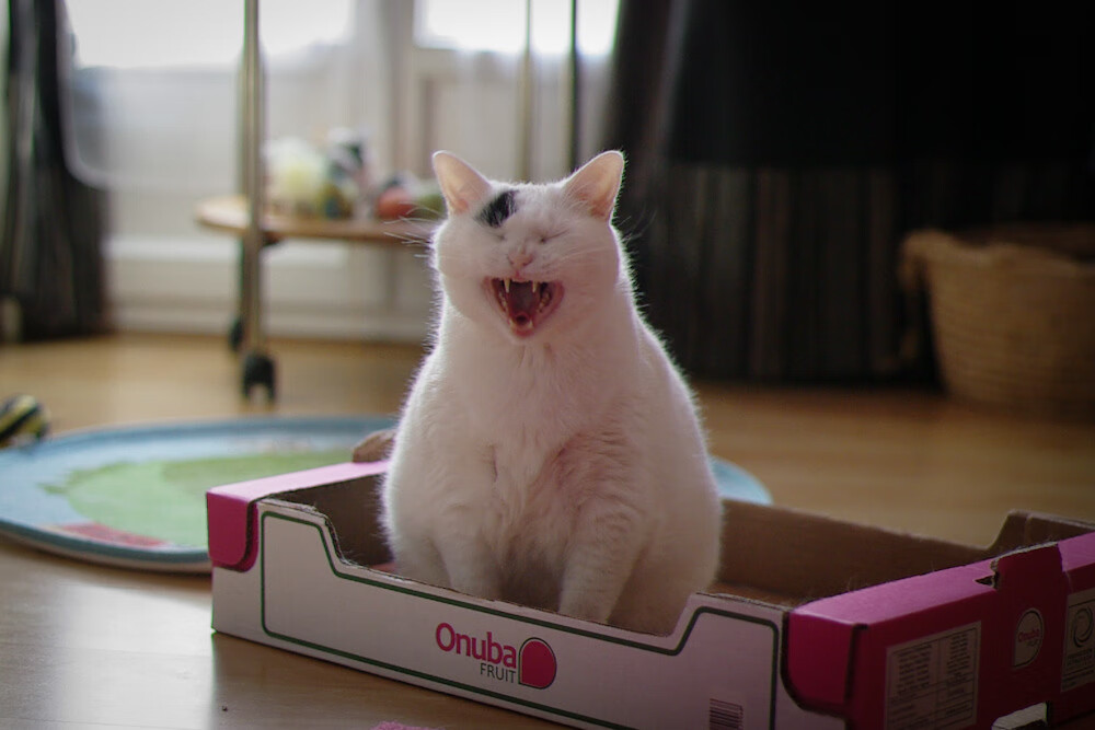 黑白直播免费体育直播-双城记，拜仁多特隔空交锋，孙兴慜率韩国闪电战告捷