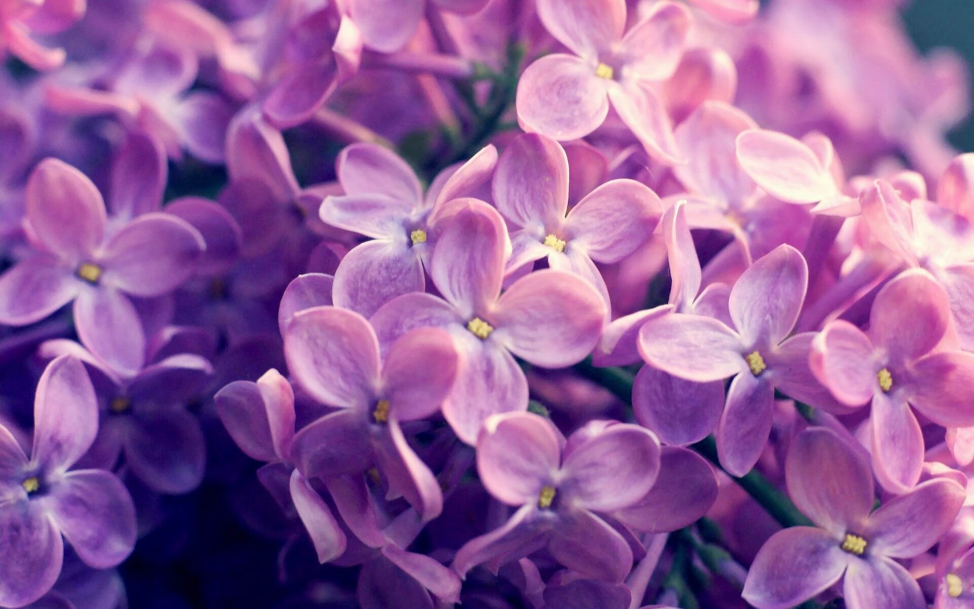 黑白直播在线观看-关键先生统治末节，塔图姆与爵士的不同决胜之道
