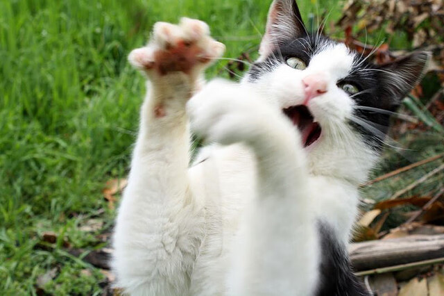 黑白直播在线观看nba-平行宇宙的哨响，当喀麦隆带走威尔士，蒂亚戈在另一片战场接管比赛