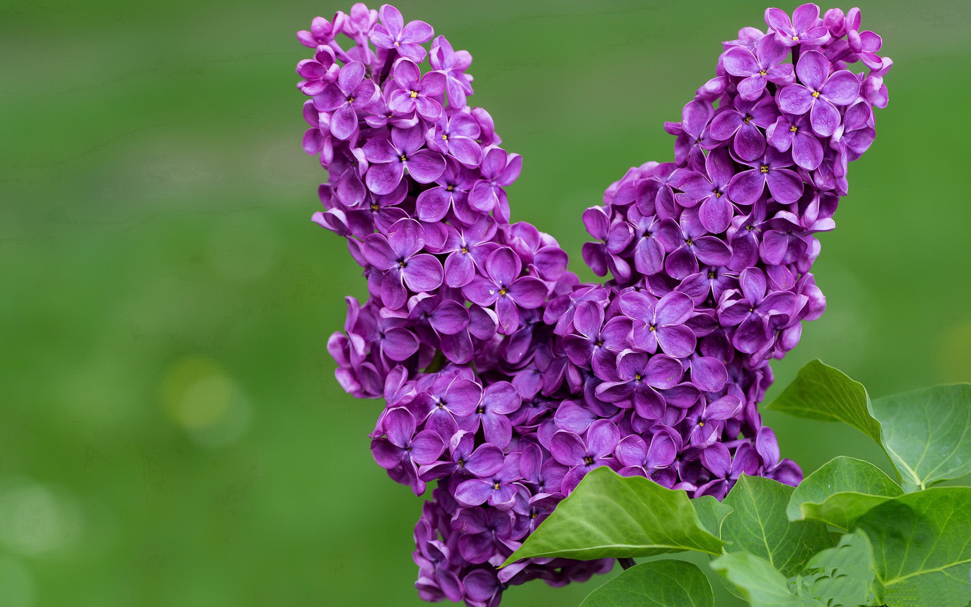 黑白直播-班凯罗扛起全队，尼克斯关键战突围灰熊—领袖之光闪耀赛场