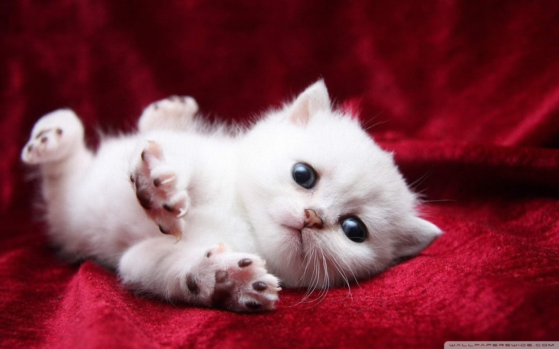 绝杀，当里昂血拼枪手，迪巴拉在抢七之夜戴上王冠