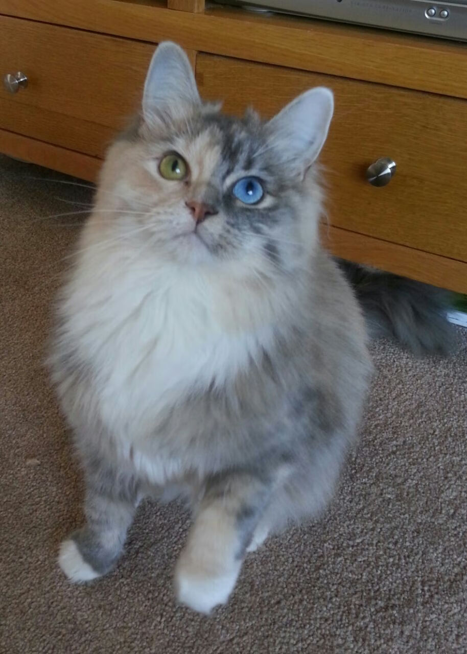 黑白直播-西决生死战之夜，跨界天神弗拉霍维奇如何惊艳四座？