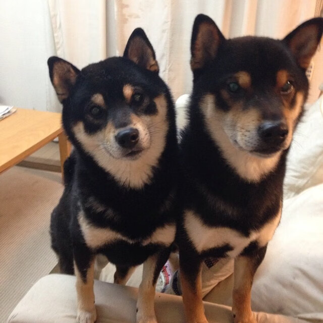 当步行者遇上广东队，杰伦·格林的火热状态如何点燃跨洋篮球对话？