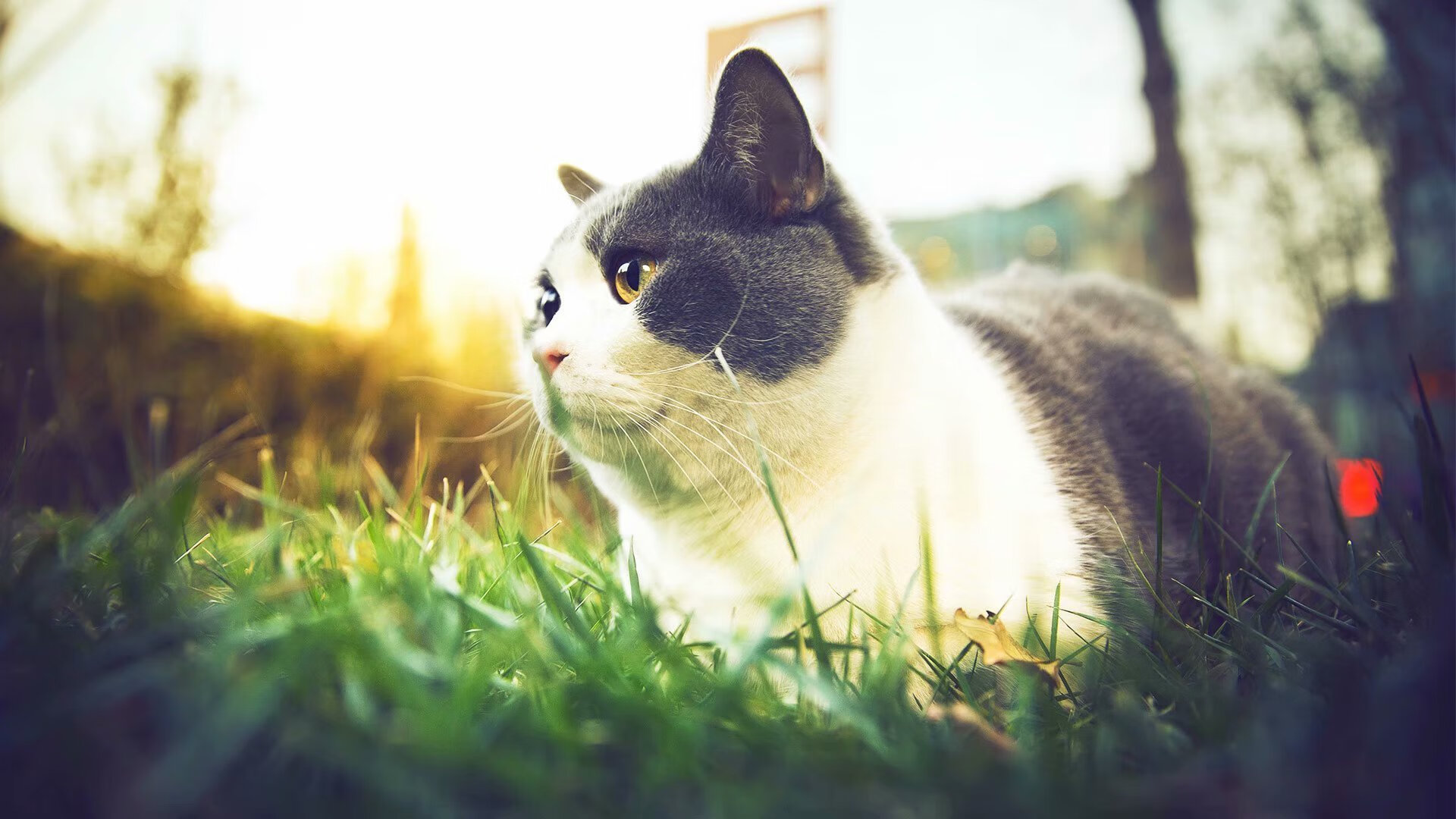 黑白直播nba-绿茵传奇再展翅，一场虚构友谊赛，见证阿圭罗不老的锋刃