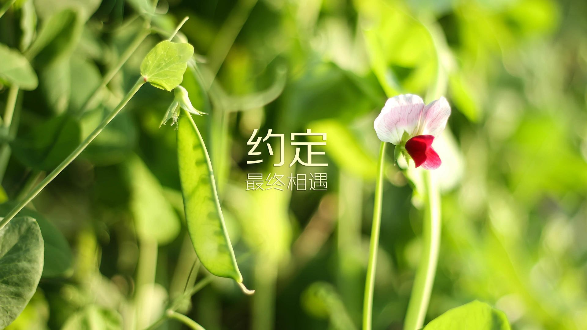 南美铁骑驯服日耳曼战车，努涅斯以节奏之名，谱写2026世界杯最冷门篇章