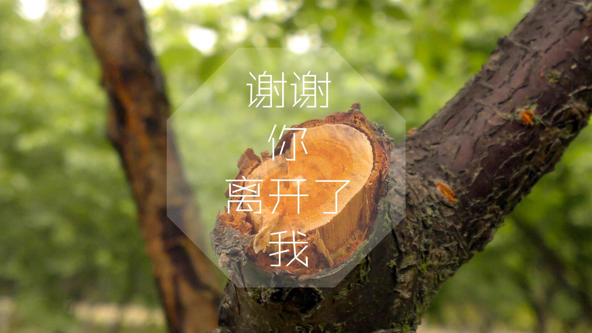 橙衣军团铁壁锁胜局,范戴克领航破韩流—2026世界杯D组关键战荷兰力克奥地利
